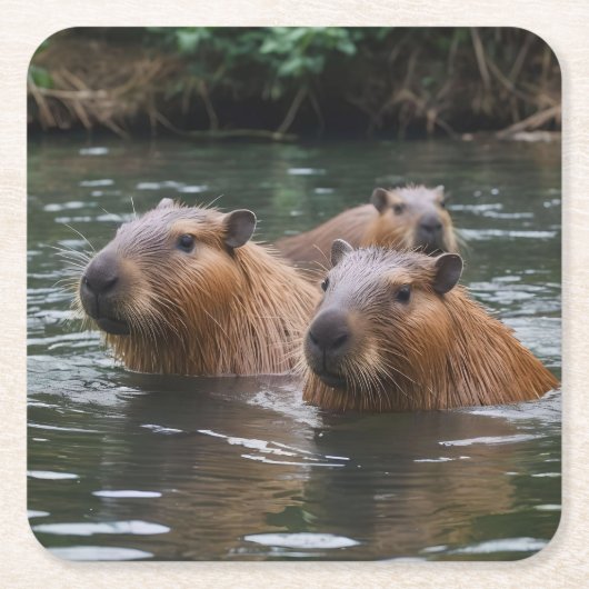 Schwimmen der Capybaras im Fluss, Rechteckiger Pappuntersetzer (Vorderseite)
