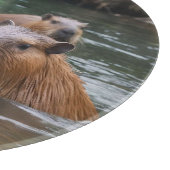 Schwimmen der Capybaras im Fluss, Schneidebrett (Ecke)