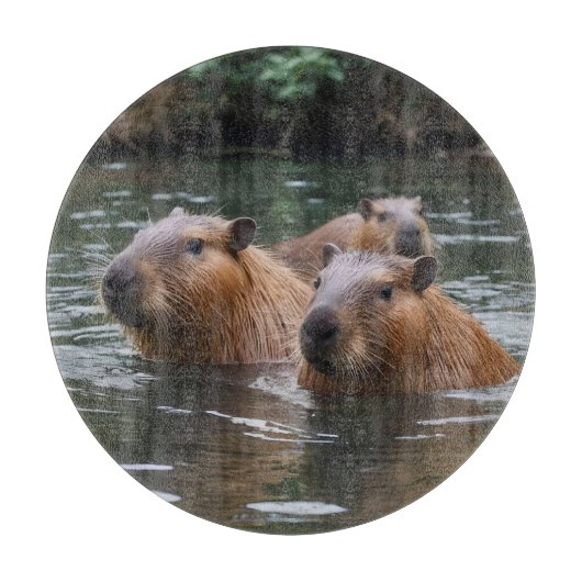 Schwimmen der Capybaras im Fluss, Schneidebrett (Vorderseite)