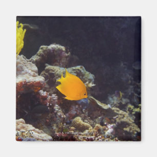 Schwimmen des Angelfish des Verkünders (Centropyg Magnet