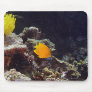 Schwimmen des Angelfish des Verkünders (Centropyg Mousepad
