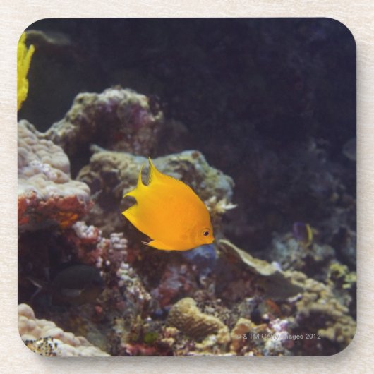 Schwimmen des Angelfish des Verkünders (Centropyge Untersetzer (Vorderseite)