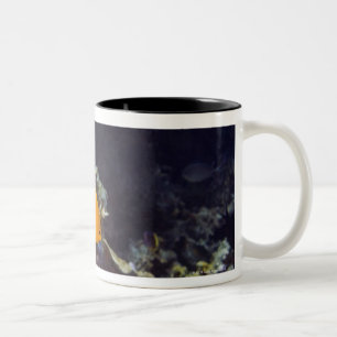 Schwimmen des Angelfish des Verkünders (Centropyge Zweifarbige Tasse