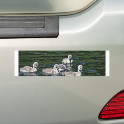 Schwimmen-Freunde Autoaufkleber (Auf Auto)