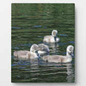 Schwimmen-Freunde Fotoplatte (Vorderseite)