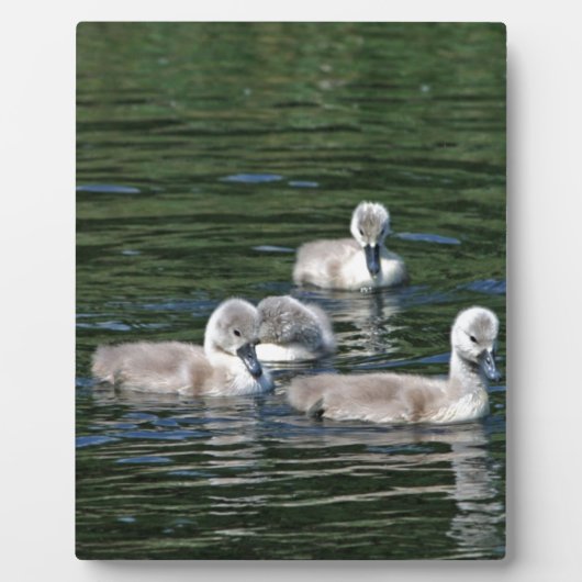 Schwimmen-Freunde Fotoplatte (Vorderseite)