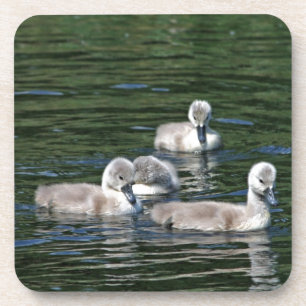 Schwimmen-Freunde Getränkeuntersetzer