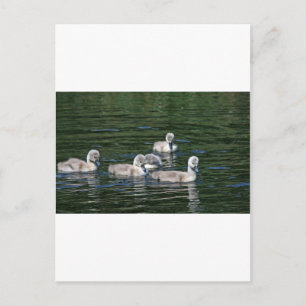 Schwimmen-Freunde Postkarte