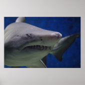 Schwimmen Hai-Natur-Plakat Poster (Vorne)