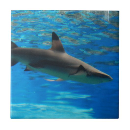 Schwimmen-Haifisch-Fliese Fliese (Vorderseite)