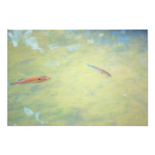 Schwimmen in der Sonne Fotodruck