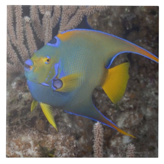 Schwimmen KöniginAngelfish (Holacanthus ciliaris) Fliese (Vorderseite)