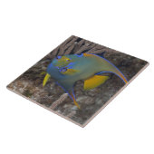 Schwimmen KöniginAngelfish (Holacanthus ciliaris) Fliese (Seite)