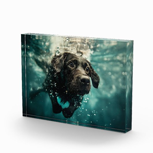 Schwimmen Labrador Puppy Underwater Design Fotoblock (Rechts)