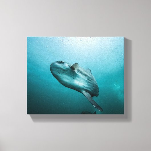 Schwimmen Leinwanddruck (Vorderseite)