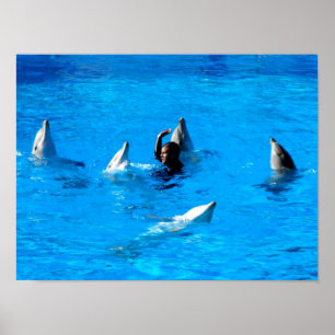 Schwimmen mit fünf Delfinen in Spanien Poster