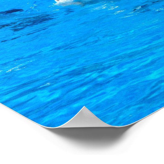 Schwimmen mit fünf Delphinen in Spanien Poster (Ecke)