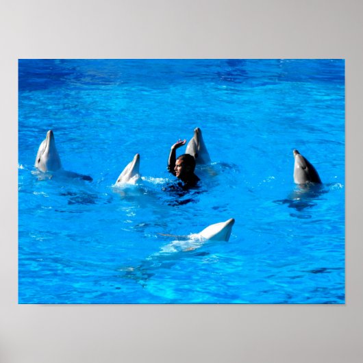Schwimmen mit fünf Delphinen in Spanien Poster (Vorne)