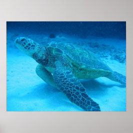 Schwimmen mit Meeresschildkröten 2 Poster