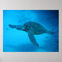 Schwimmen mit Meeresschildkröten 4 Poster