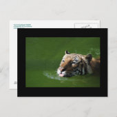 Schwimmen Tiger Postkarte (Vorne/Hinten)