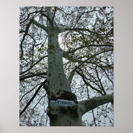 Schwimmen verboten-Schild in einem Baum Poster (Vorne)