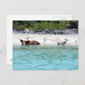 Schwimmen von Schweinen am Strand Postkarte (Vorne/Hinten)