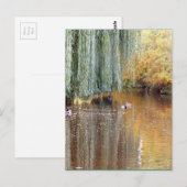 Schwimmen Willow Reflection Postkarte (Vorne/Hinten)