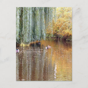 Schwimmen Willow Reflection Postkarte