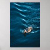 Schwimmende Ente Poster (Vorne)