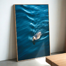 Schwimmende Ente