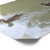 Schwimmende Enten Poster (Ecke)