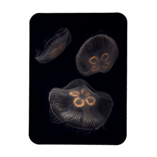 Schwimmende Mondqualle Magnet