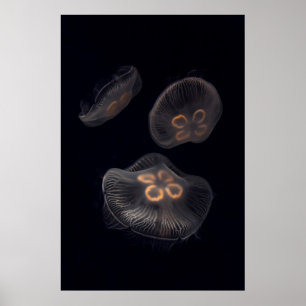 Schwimmende Mondqualle Poster