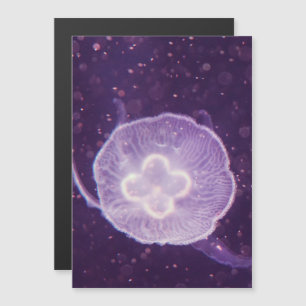 Schwimmende Qualle Magnetkarte