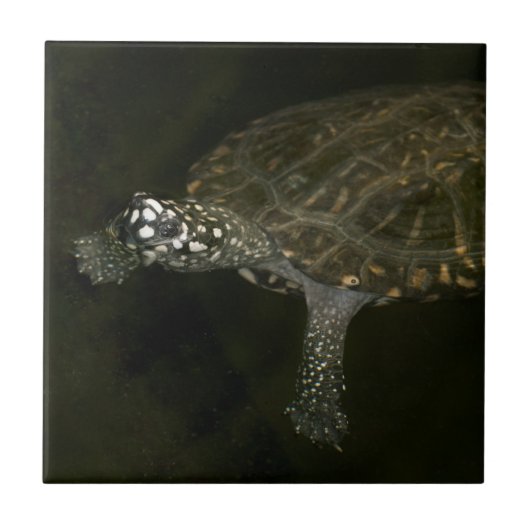 Schwimmende Schildkröte Fliese (Vorderseite)
