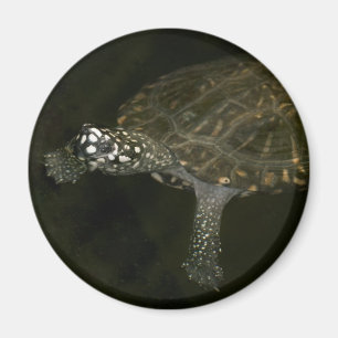 Schwimmende Schildkröte Magnet
