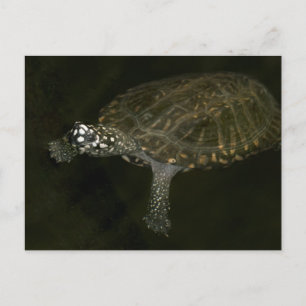 Schwimmende Schildkröte Postkarte