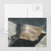 Schwimmende Stingray-Postkarten Postkarte (Vorne/Hinten)