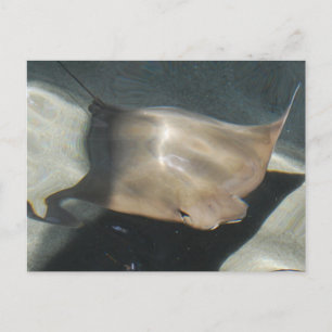 Schwimmende Stingray-Postkarten Postkarte