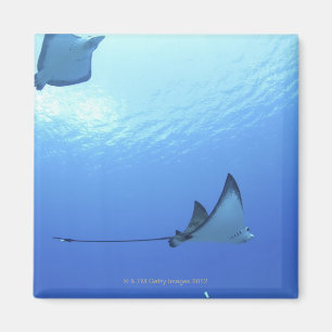 Schwimmende Strahlen, Saipan, Northern Mariana Magnet