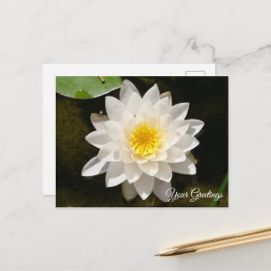 Schwimmende Weiße Wasserlilie Lotus Leere Postkart Postkarte