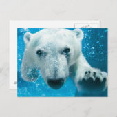 Schwimmender Eisbär Postkarte (Vorne/Hinten)