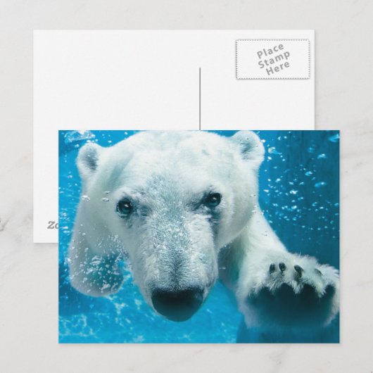 Schwimmender Eisbär Postkarte (Vorne/Hinten)