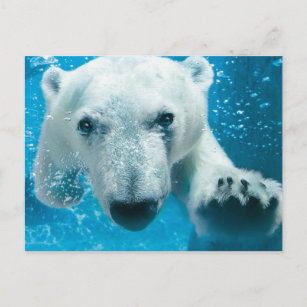 Schwimmender Eisbär Postkarte