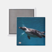 Schwimmender Pinguin im Meer. Magnet (Vorderseite/Rückseite)