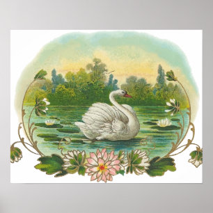 Schwimmender Schwan Poster
