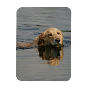 Schwimmendes golden retriever magnet