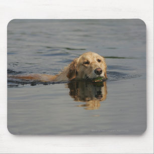 Schwimmendes golden retriever mousepad
