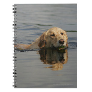 Schwimmendes golden retriever notizblock